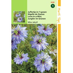 2 stuks - Nigella Damascena Miss Jekyll Blauw