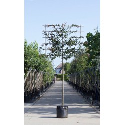 Roodbladige sierappel als leiboom Malus Mokum h 300 cm st. omtrek 10 cm st. h 180 cm