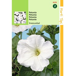 2 stuks - Petunia Hybr.Nana Comp. Sneeuwbal