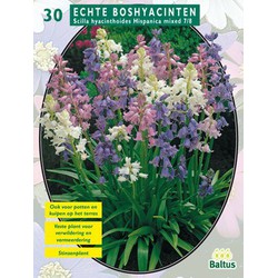 2 stuks - Scilla Hispanica, Mix per 30