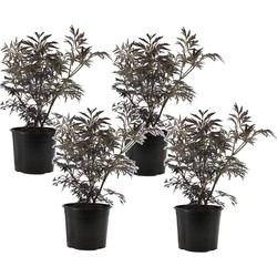 Sambucus nigra 'Black Lace' - Set van 4 - Pot 17cm - Hoogte 25-40cm