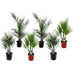 Tuinpalmen - Mix van 6 planten - Pot 15cm - Hoogte 50-70cm