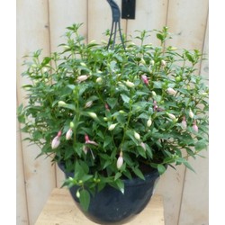 Fuchsia in hangpot lichtroze - Warentuin Natuurlijk