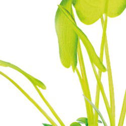 Sf art plant 25 cm echinodorus