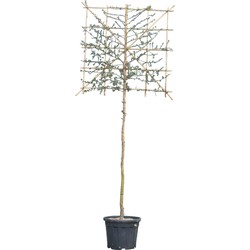 Kurkeik als leiboom Quercus suber 300 cm