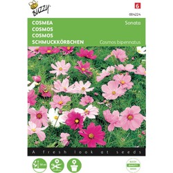 2 stuks - Saatgut Cosmos Cosmea Sonata gemischt - Buzzy