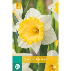 5 stuks - Narcissus Las Vegas 4 bollen