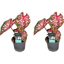 Caladium Carolyn Whorton - Set van 2 - Pot 13cm - Hoogte 25-40cm