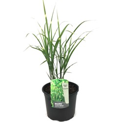 Miscanthus Zebrinus - Winterhard Siergras - Pot 23cm - Hoogte 20-30cm