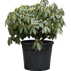 2 stuks! Rhododendron Catawbiense boursault Rhododendron Catawbiense boursault 75 cm