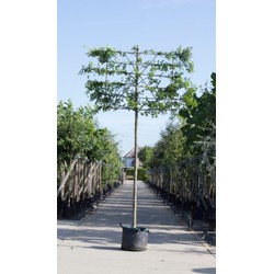 Zuil haagbeuk als leiboom Carpinus betulus Fastigiata h 340 cm st. omtrek 16 cm st. h 220 cm