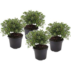 Rhododendron 'Azalea Anouk' - Set van 4 - Japans - Pot 17cm - Hoogte 25-40cm