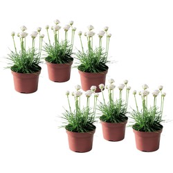 Armeria maritima - Set van 6 - Witte tuinplanten - Pot 12cm - Hoogte 20-30cm