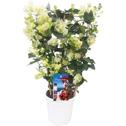 Bougainvillea op rek 'Dania' - Witte bloemen - ⌀17cm - Hoogte 50-60cm