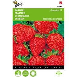 2 stuks - Aardbeien Sarian F1