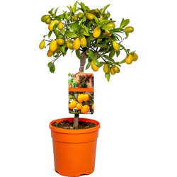 Citrus margarita 'Kumquat'- Sinaasappelboom - Fruitboom - Bladhoudend - ⌀19 cm - ↕50-60 cm