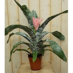 Kokerbromelia roze