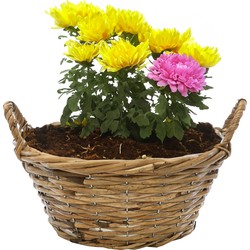 Mega Collections Planten/bloemen mand Cuba - rotan - lichtbruin - D30 x H12 cm - plantenpot voor buiten - Plantenpotten