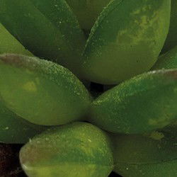 Repto Aquadistri plant aloes
