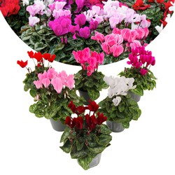 Cyclamen Persicum - Mix van 6 - Pot 9cm - 10-20cm