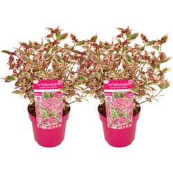 Hydrangea 'Euphorbia Roze' - Set van 2 - Hortensia - ⌀19cm - Hoogte 40-50 cm