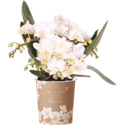 Kolibri Orchids | Witte phalaenopsis orchidee - Nazaré - potmaat Ø9cm | bloeiende kamerplant - vers van de kweker