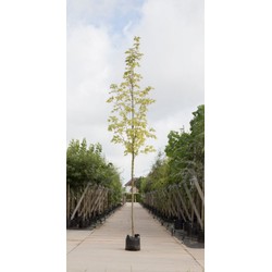 Bontbladige Noorse Esdoorn Acer pl. Drummondii h 450 cm st. omtrek 16 cm