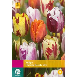 3 stuks - Tulipa Flaming Beauty mix 12 bollen