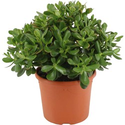 Crassula ovata Minor - Vetplant - Kamerplant - Pot 17cm - Hoogte 30-35cm