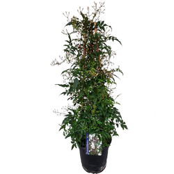 Jasmijn - Jasminum polyanthum - Hoogte 60-70cm - ⌀17cm