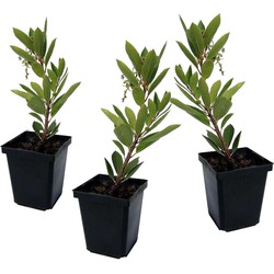 Arbutus Unedo - Set van 3 - Aardbeienboom - Pot 9cm - Hoogte 25-40cm