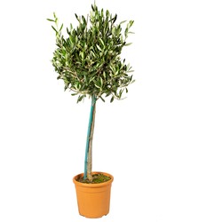 Olea Europaea–  Olijfboom op stam –  Boom –  Winterhard - ⌀19 cm - ↕80-90 cm