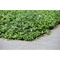 Plantenmat vasteplanten maagdenpalm Vinca minor prijs per 1m2 cm Covergreen - Covergreen