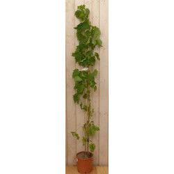 Druif Vitis eetbaar