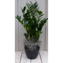 Zamioculcas in zwart/antraciete pot 55 cm - Warentuin Natuurlijk