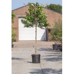 Hulst als leiboom Ilex Nellie R. Stevens h 300 cm st. omtrek 8 cm st. h 180 cm