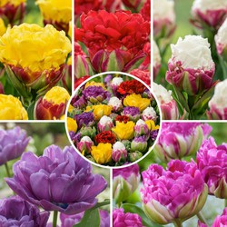 Tulipa Candy Love - Bulbi di tulipano x20 - Bulbi a fioritura