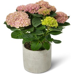 Hortensia Magical® Revolution roze met sierpot