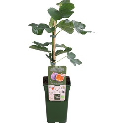 Hello Plants Ficus Gustissimo Perretta Vijgenboom - Fruitboom - Ø 19 cm - Hoogte: 50 cm