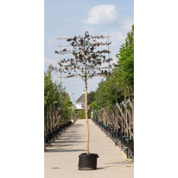 Rode beuk als leiboom Fagus syl. Atropunicea h 270 cm st. omtrek 10 cm st. h 150 cm