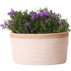 Campanula Addenda Ambella Intense purple - Cotton schaal met Campanula met watergeefsysteem - 3 stuks - Klokjesbloem paars  - potmaat 12cm - binnen & buiten