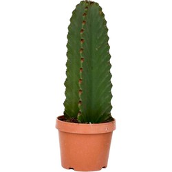 Euphorbia Ingens 'cowboycactus' - cactus - pot 18cm - hoogte 40-50cm