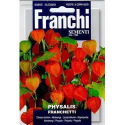 Lampionplant, Physalis franchetti 342/50 - Franchi
