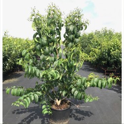 Zevenzonenboom solitair Heptacodium Miconioides 112,5 cm