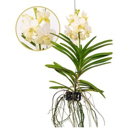 Vanda Tayanee White - Tropische Orchidee - Bloeiende Orchidee - Hoogte 45-55cm