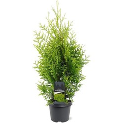 Thuja occidentalis Golden Brabant pbr 60-80 cm Conifeer