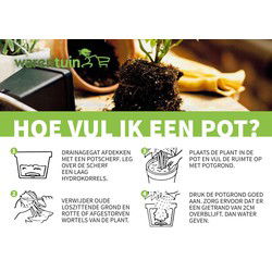 3 stuks! Lavendel wit