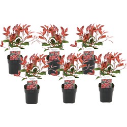 Photinia fraseri 'Red Robin' - Set van 6 - Wintergroen - ⌀17cm - Hoogte 30-40cm