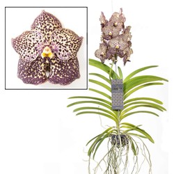 Vanda Ocelot Mocha - Tropische Orchidee - Bloeiende Orchidee - Hoogte 55-65cm