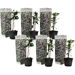 Toscaanse jasmijn - Set van 6 - Trachelospermum jasm. - Hoogte 25-40cm - ⌀9cm
